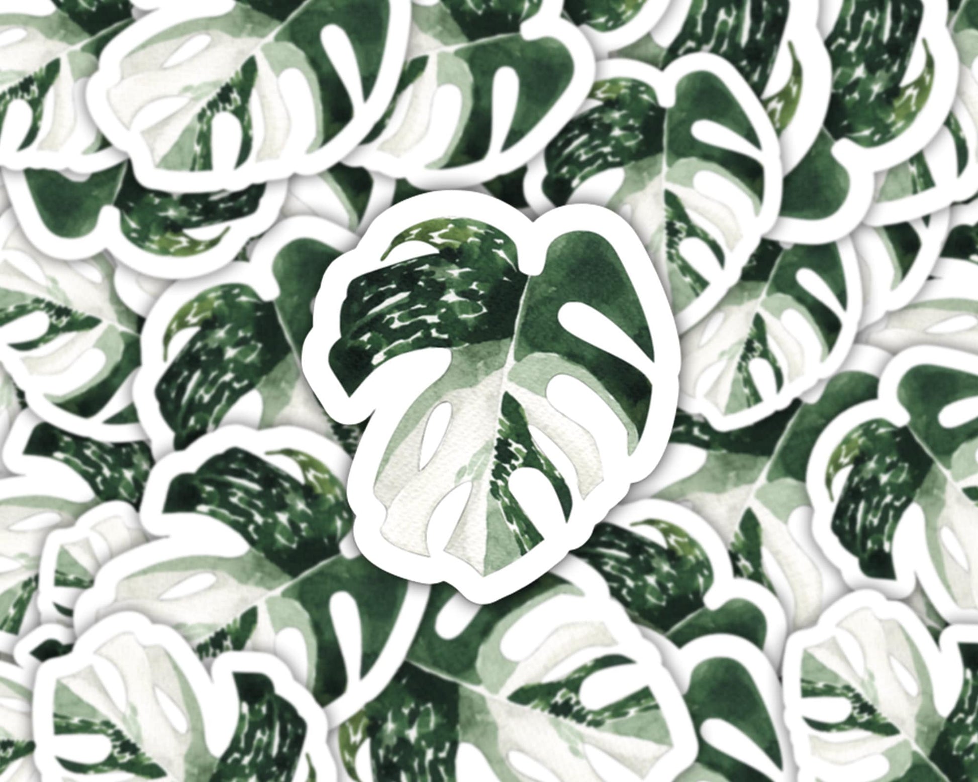 variegated monstera sticker, monstera stickers, gifts for mom, plant sticker for water bottle, plant store, plant gifts, plant stickers